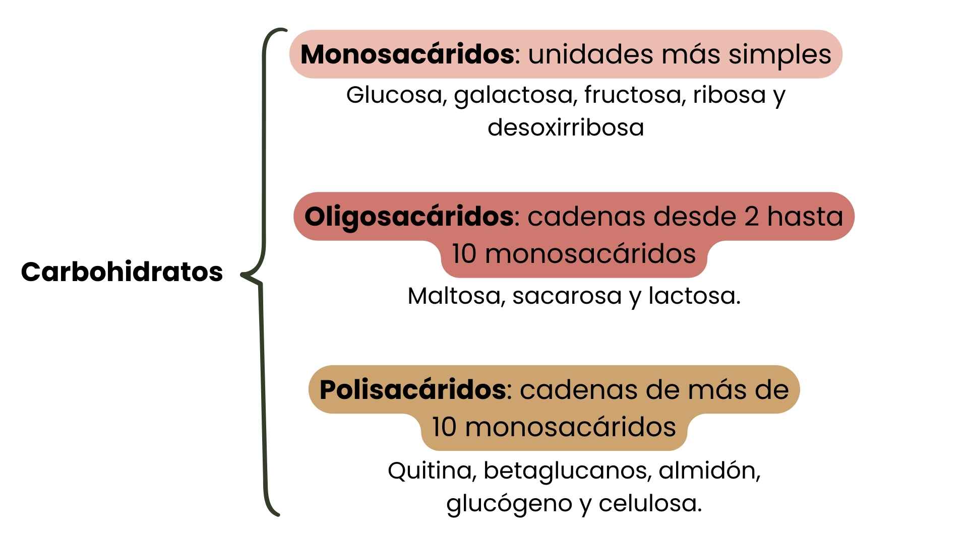 tabla esquemática tipos de carbohidratos